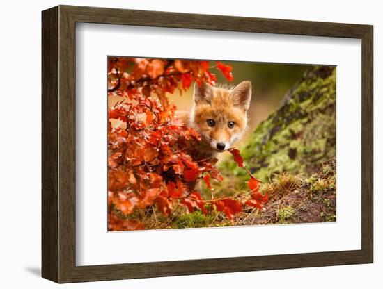 Fox-Robert Adamec-Framed Photographic Print