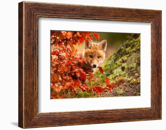 Fox-Robert Adamec-Framed Photographic Print