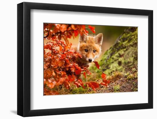 Fox-Robert Adamec-Framed Photographic Print