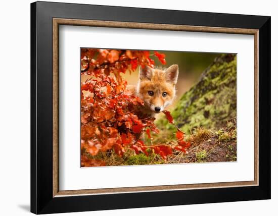 Fox-Robert Adamec-Framed Photographic Print