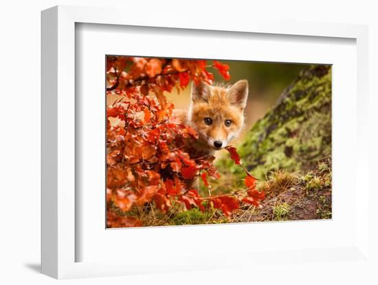 Fox-Robert Adamec-Framed Photographic Print