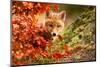 Fox-Robert Adamec-Mounted Photographic Print