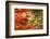 Fox-Robert Adamec-Framed Photographic Print