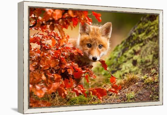 Fox-Robert Adamec-Framed Premier Image Canvas