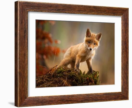 Fox-Robert Adamec-Framed Photographic Print