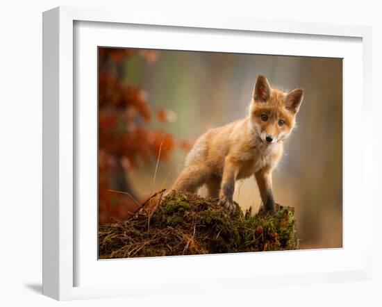 Fox-Robert Adamec-Framed Photographic Print