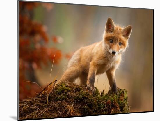 Fox-Robert Adamec-Mounted Photographic Print