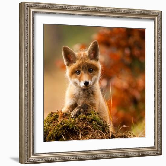 Fox-Robert Adamec-Framed Giclee Print