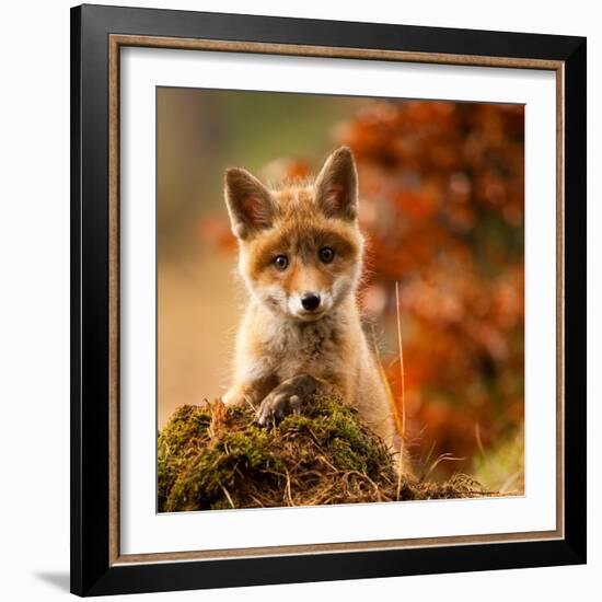 Fox-Robert Adamec-Framed Giclee Print