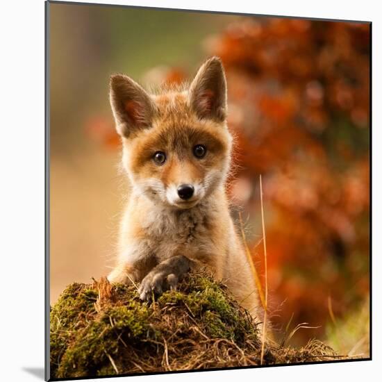 Fox-Robert Adamec-Mounted Giclee Print