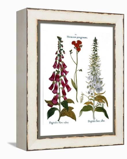 Foxglove And Hawkweed-Besler Basilius-Framed Premier Image Canvas