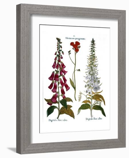 Foxglove And Hawkweed-Besler Basilius-Framed Giclee Print