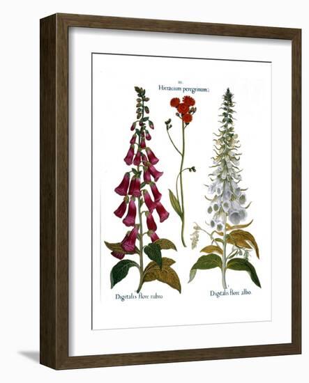 Foxglove And Hawkweed-Besler Basilius-Framed Giclee Print