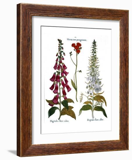 Foxglove And Hawkweed-Besler Basilius-Framed Giclee Print