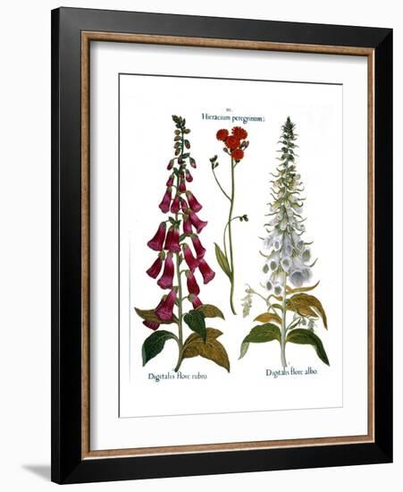 Foxglove And Hawkweed-Besler Basilius-Framed Giclee Print