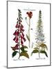 Foxglove And Hawkweed-Besler Basilius-Mounted Giclee Print