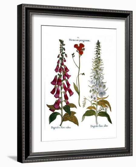 Foxglove And Hawkweed-Besler Basilius-Framed Giclee Print