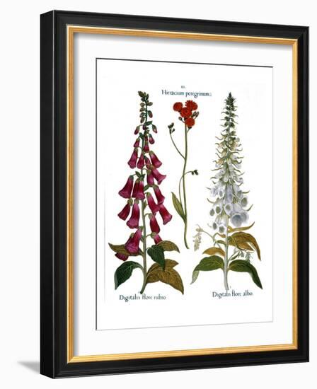 Foxglove And Hawkweed-Besler Basilius-Framed Giclee Print