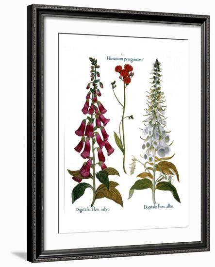 Foxglove And Hawkweed-Besler Basilius-Framed Giclee Print