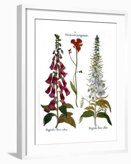 Foxglove And Hawkweed-Besler Basilius-Framed Giclee Print