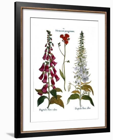 Foxglove And Hawkweed-Besler Basilius-Framed Giclee Print