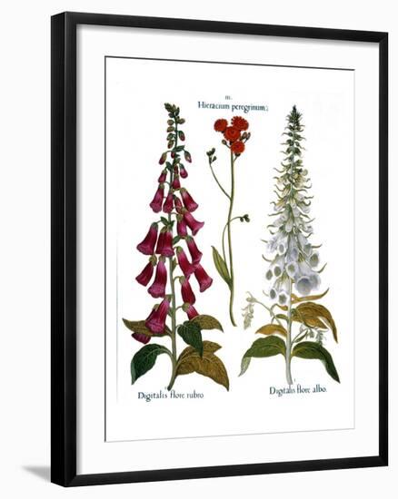 Foxglove And Hawkweed-Besler Basilius-Framed Giclee Print