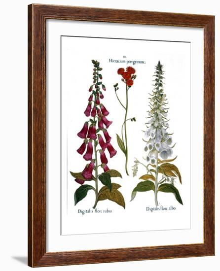 Foxglove And Hawkweed-Besler Basilius-Framed Giclee Print