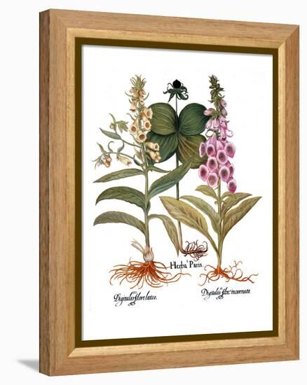 Foxglove And Herb Paris-Besler Basilius-Framed Premier Image Canvas
