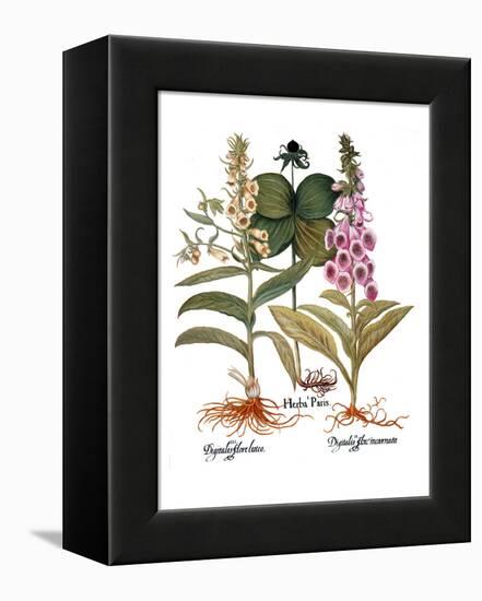 Foxglove And Herb Paris-Besler Basilius-Framed Premier Image Canvas