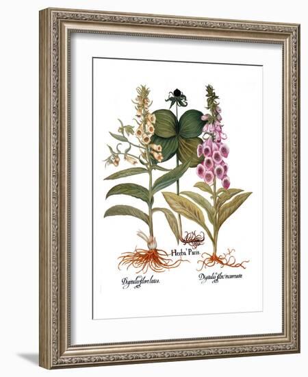 Foxglove And Herb Paris-Besler Basilius-Framed Giclee Print