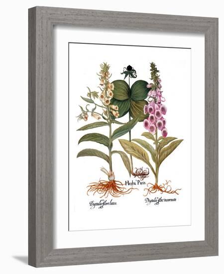 Foxglove And Herb Paris-Besler Basilius-Framed Giclee Print