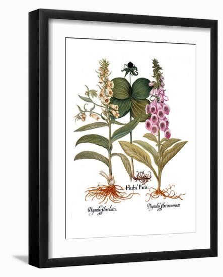 Foxglove And Herb Paris-Besler Basilius-Framed Giclee Print