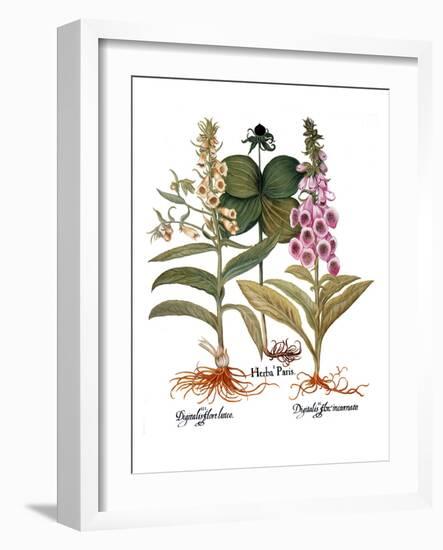 Foxglove And Herb Paris-Besler Basilius-Framed Giclee Print