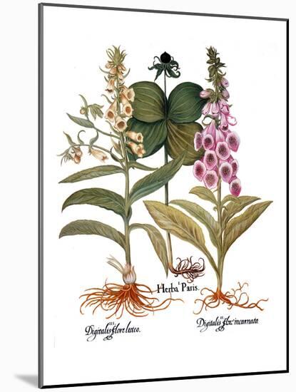 Foxglove And Herb Paris-Besler Basilius-Mounted Giclee Print