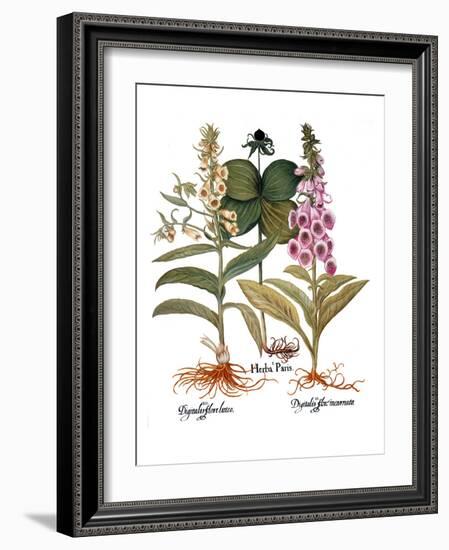 Foxglove And Herb Paris-Besler Basilius-Framed Giclee Print