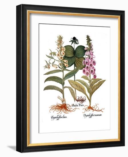 Foxglove And Herb Paris-Besler Basilius-Framed Giclee Print