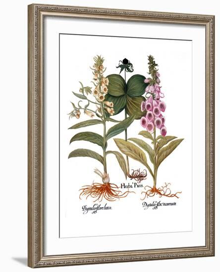 Foxglove And Herb Paris-Besler Basilius-Framed Giclee Print