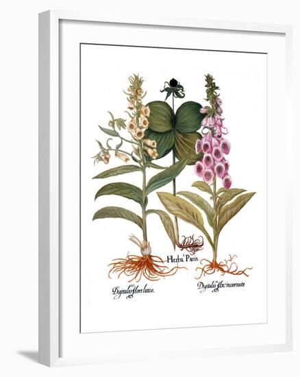 Foxglove And Herb Paris-Besler Basilius-Framed Giclee Print