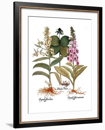 Foxglove And Herb Paris-Besler Basilius-Framed Giclee Print