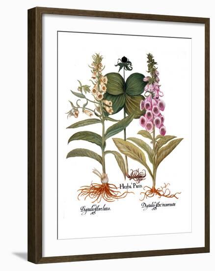 Foxglove And Herb Paris-Besler Basilius-Framed Giclee Print