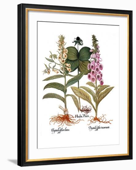 Foxglove And Herb Paris-Besler Basilius-Framed Giclee Print