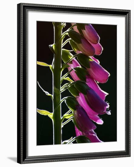 Foxglove Backlit, Cornwall, UK-Ross Hoddinott-Framed Photographic Print