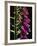 Foxglove Backlit, Cornwall, UK-Ross Hoddinott-Framed Photographic Print