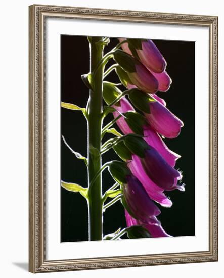 Foxglove Backlit, Cornwall, UK-Ross Hoddinott-Framed Photographic Print