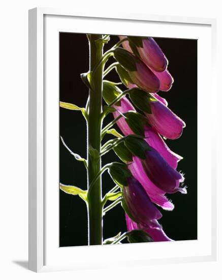 Foxglove Backlit, Cornwall, UK-Ross Hoddinott-Framed Photographic Print