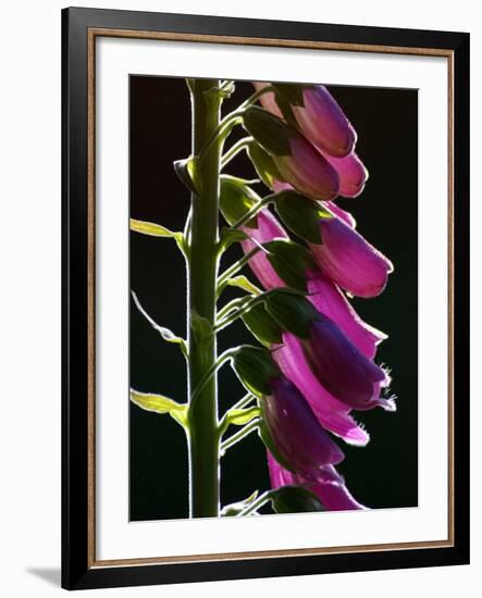 Foxglove Backlit, Cornwall, UK-Ross Hoddinott-Framed Photographic Print