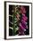 Foxglove Backlit, Cornwall, UK-Ross Hoddinott-Framed Photographic Print