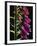 Foxglove Backlit, Cornwall, UK-Ross Hoddinott-Framed Photographic Print