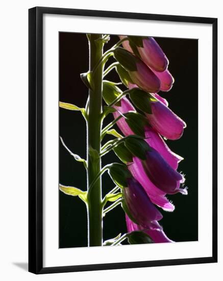 Foxglove Backlit, Cornwall, UK-Ross Hoddinott-Framed Photographic Print