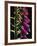 Foxglove Backlit, Cornwall, UK-Ross Hoddinott-Framed Photographic Print